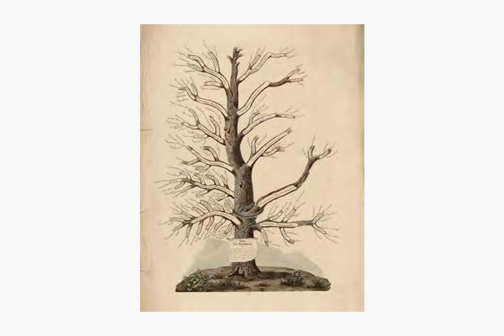 Kunskapens träd  – Genealogi som vetenskaplig modell och metafor