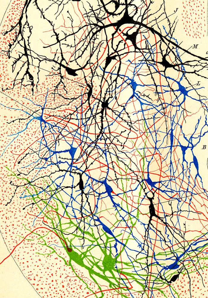 Affisch, Santiago Ramón y Cajal (1852-1934) Bild ur: Atlas der Patologischen Histologie des Nervesystems. Red. Victor Babes. IV. Lieferung. Berlin, 1895.