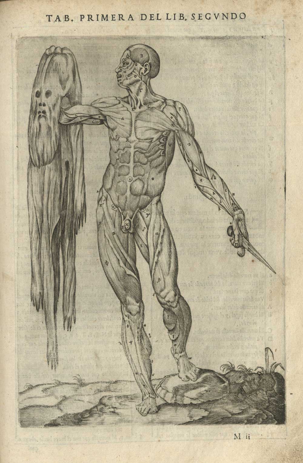 Engraving from Historia de la composicion del cuerpo humano. Juan de Valderde, 1556.