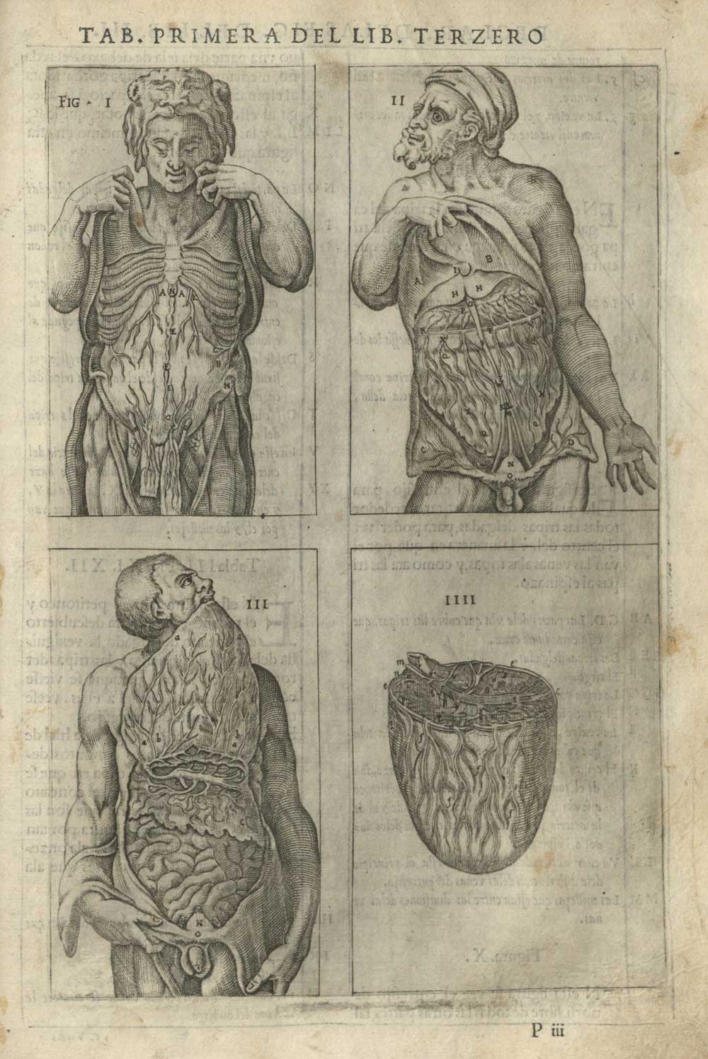 Engraving from Historia de la composicion del cuerpo humano. Juan de Valderde, 1556.