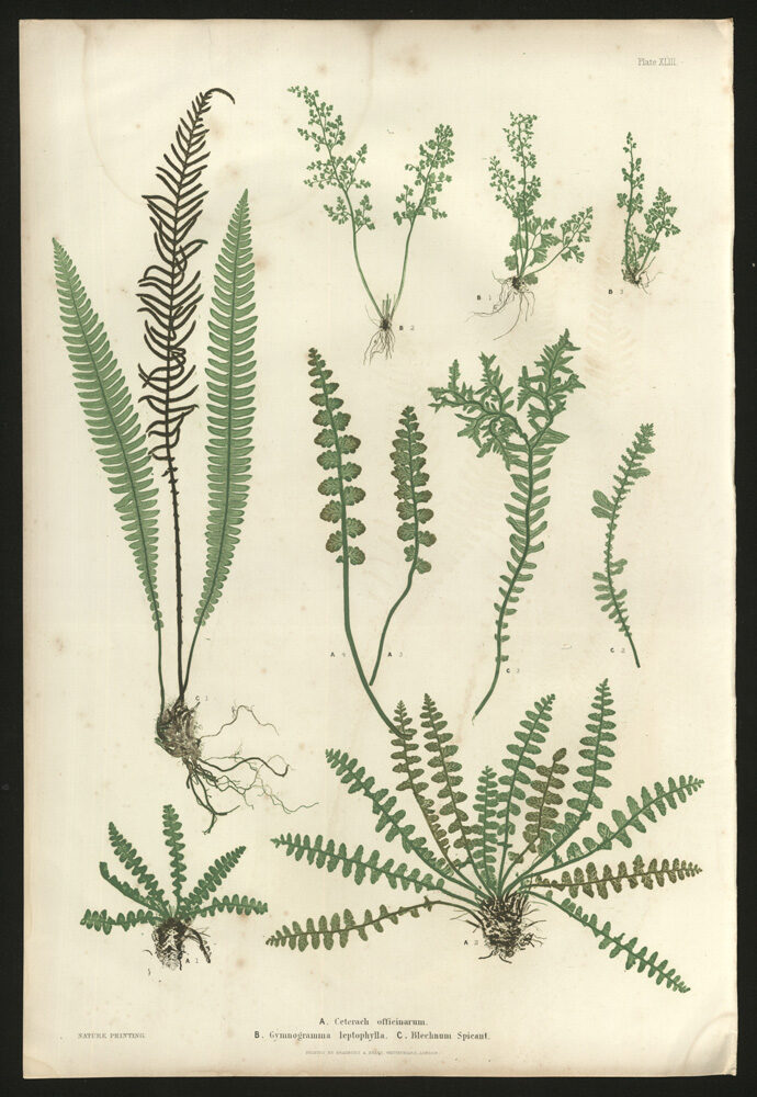 The Ferns of Great Britain and Ireland, 1855-1856.